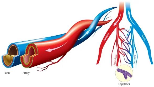 Hvsvascularcare