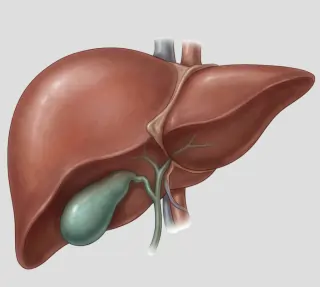 Liver Cirrhosis Stages1
