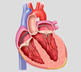 Teer Procedure