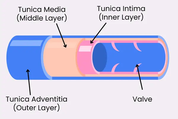 veinvalve-varicoseveins